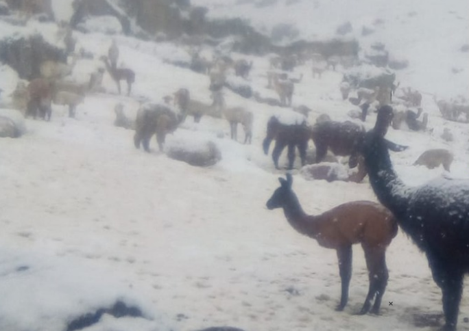 Macusani | Nevadas y heladas provocan mortandad de alpacas Macusani | Nevadas y heladas provocan mortandad de alpacas