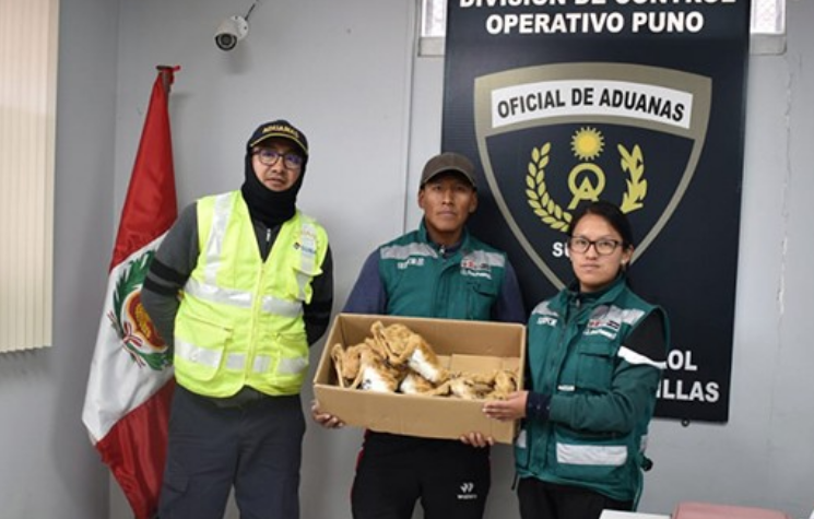 Puno | Detectan encomienda con especímenes de vicuña en puesto de control de Cabanillas Puno | Detectan encomienda con especímenes de vicuña en puesto de control de Cabanillas