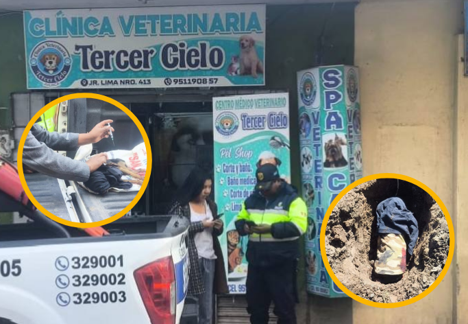Juliaca | Conductor atropella a un chihuahua y lo abandona en la vía Juliaca | Conductor atropella a un chihuahua y lo abandona en la vía