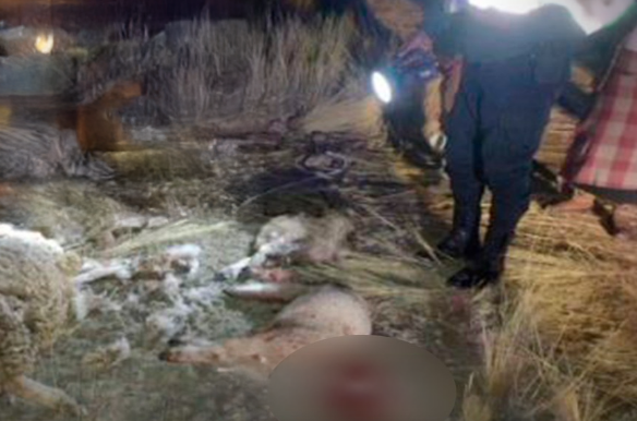 Caracoto | Madre de familia denuncia pérdidas económicas tras ataque de perros a su ganado