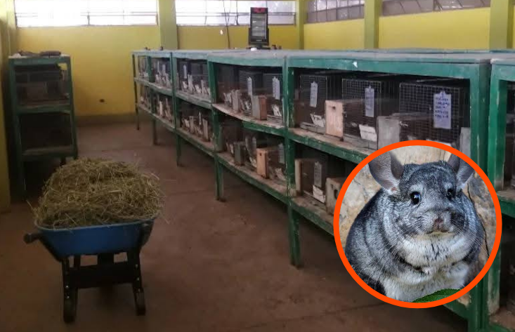 Lampa | Municipalidad busca gestionar criadero de chinchillas para garantizar conservación y turismo Lampa | Municipalidad busca gestionar criadero de chinchillas para garantizar conservación y turismo