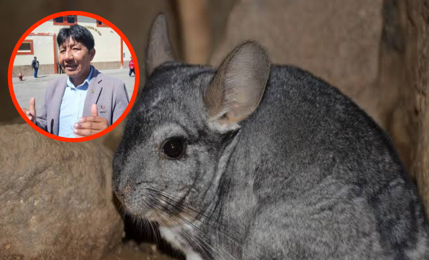 Lampa | Criadero de chinchillas en Lampa pierde casi una cuarta parte de su población en dos años Lampa | Criadero de chinchillas en Lampa pierde casi una cuarta parte de su población en dos años