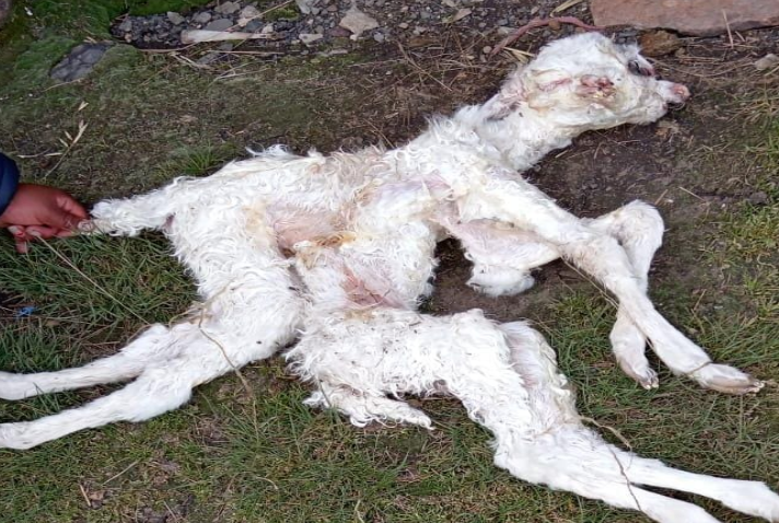 Nuñoa | Comuneros sorprendidos por nacimiento de alpaca con extraña malformación